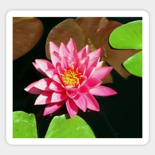 Fuchsia Pink Water Lilly Flower floating in Pond Sticker